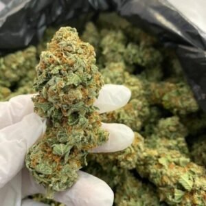 Buy Jack Herer Strain Online