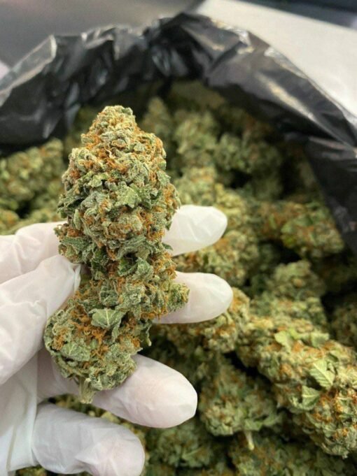 Buy Jack Herer Strain Online