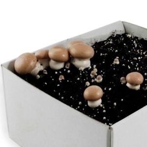 Mushroom growkit – legal in each country – make your own growkit