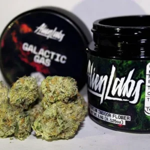 BISCOTTI X GUSHERS CONNECTED