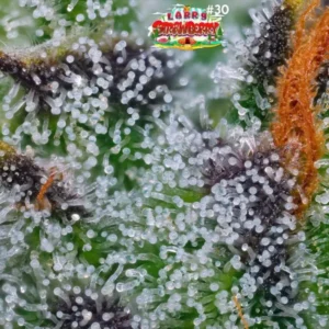 MELTED STRAWBERRY STRAIN