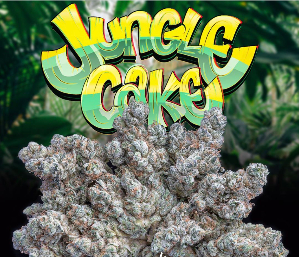 JUNGLE CAKE STARIN