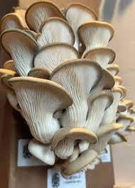 Organic Mushroom Grow Kit