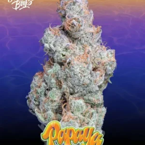 PAPAYA PUNCH STRAIN