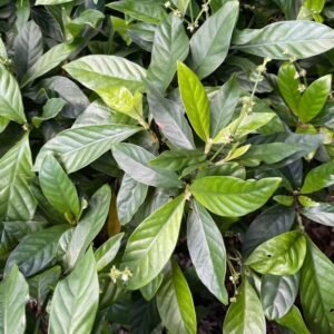 Psychotria cv. – Superior Cultivars 10g