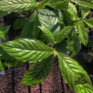Psychotria cv. ‘DW02’ 10g